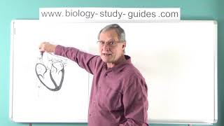 Circulatory System  Part 1 Heart Structure [upl. by Liuqa]