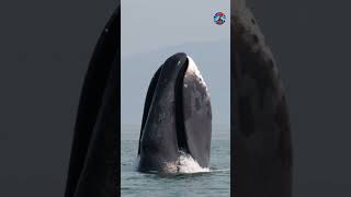 Meet the Whale That Has Seen Centuries The Bowhead Whale [upl. by Lole432]