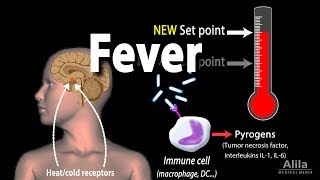 Induction of Fever Control of Body Temperature Hyperthermia Animation [upl. by Amhser]