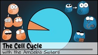 The Cell Cycle and cancer Updated [upl. by Turley94]