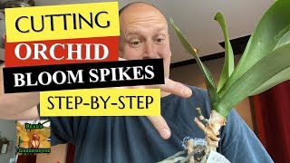 PHALAENOPSIS ORCHID HOUSEPLANT CARE ✂ Cut Old Bloom Spikes on Phalaenopsis How and When to Part 34 [upl. by Eseela]