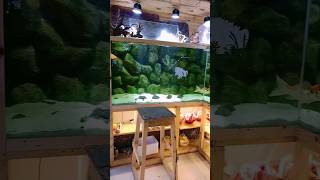 Arowana Fish Tank arowanakeepers  Blessings Aquarium freshwateraquarium [upl. by Leina3]