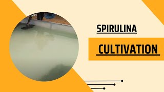 Spirulina cultivation satish hyderabad 9296601789 [upl. by Oahc447]