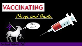 Vaccinating Sheep and Goats Comprehensive Guide [upl. by Tiffie]