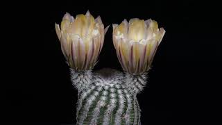 Time Lapse Echinocereus pectinatus Detras 4K [upl. by Haynes163]