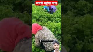 चाइना का सबसे महंगा फलnature shortsyuotube viralvidoes entertainment [upl. by Mehs]