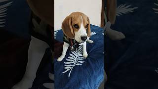 Neend me hi behosh ho jate hain😂😂 trending ytshortsindia beagle 2024 funny doglover pets [upl. by Fiorenza]