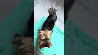 Yorkie Sock Thief Caught in Action 🧦🐾 yorkshireterrier puppy puppylife puppyvideos [upl. by Nuzzi]