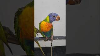 Lorikeet playing birds lorikeetlorikeetparrotparrotcuteparrots [upl. by Aleras]