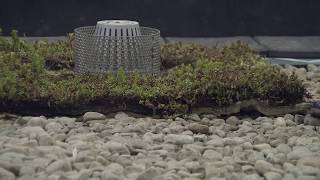 Green Roofing [upl. by Amedeo]