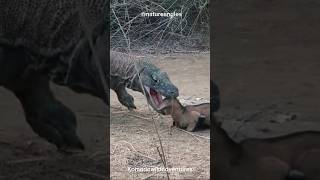 Dragon eats goat alive 😢 🐉 komodo wildlife nature [upl. by Archangel]