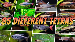 85 Best Tetra Fish Types  Rare amp Common Aquarium Tetras [upl. by Evoy]