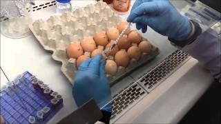 AJs Science 4 How to inoculate embryonated eggs [upl. by Ninnahc]