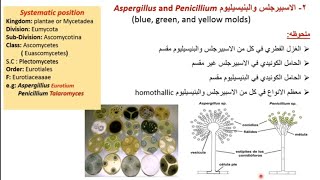 دورة حياة الخميرة  البنسيليوم Life cycle of Yeast and Penicillium [upl. by Dustin]