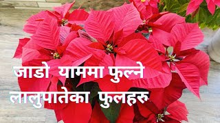 जाडो याममा फुल्ने लालुपातेका फुलहरु।Bloming of winter flowering plant Poinsettiaflowers [upl. by Snej]