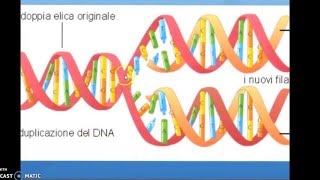 DNA trascrizione e traduzione [upl. by Giark]