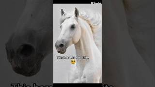 Lets confused the non equestrians x🤣 horseriding equestrian funny [upl. by Gaughan]