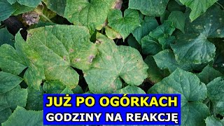 Już po Ogórkach Godziny na Reakcję lub Koniec Uprawy Mączniak rzekomy oprysk interwencyjny Uprawa [upl. by Ellie205]