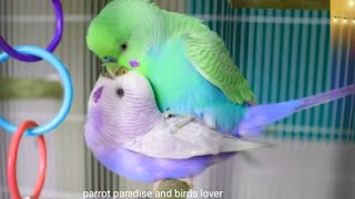 Budgies mating jade and turquoise the budige [upl. by Jordison]