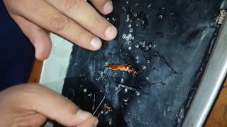 Cockroach Dissection  আরশোলার ব্যবচ্ছেদ   Biology Practical  Alamgir Kabir  NDC  2018 [upl. by Tamas517]