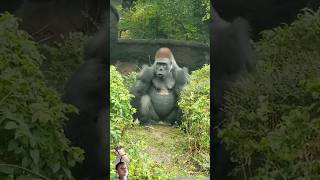 gorilla zookeeper wildlife funny foryou foryou [upl. by Secundas618]