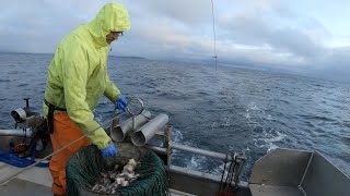 Wrapping up the Season Pt2  Halibut Longlining in the Gulf of Alaska [upl. by Iblok]