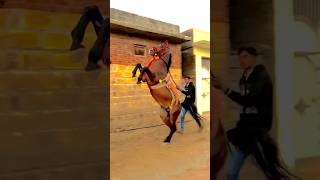 kudva vala ghoda  ashw prami  horse lover  horse power  horse riding shorts video horse [upl. by Clifton]