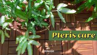 KORENG 프테리스 키우기 Pteris care [upl. by Akinit]