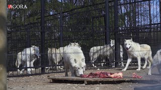 Gradina Zoologica din Chisinau pe timp de pandemie [upl. by Floeter]