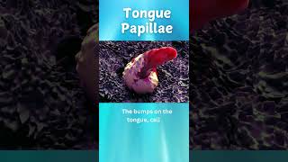 Fun Facts About Tongue Taste Buds for Kids  Science Explained facts biology [upl. by Lavinie]