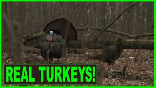 BEST AUDIO of wild turkeys waking up  hen turkey YELP  fighting purrs  DRUMMING [upl. by Edin]