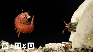 Making a Mantis Shrimp Fight Club  WIRED [upl. by Ottinger]