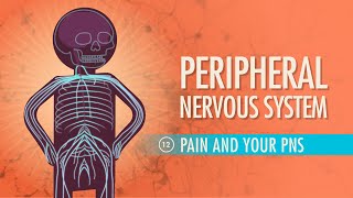 Peripheral Nervous System Crash Course Anatomy amp Physiology 12 [upl. by Amsirac457]