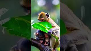 Animal Lover ❤️❤️animals animallover barish [upl. by Iaw]