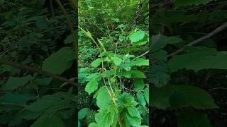 Hop Shoots Humulus Lupulus [upl. by Tekla]