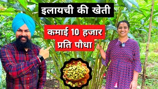 इलायची खेती की पूरी जानकारी cardamom farming in india Elachi ki kheti [upl. by Annayad]