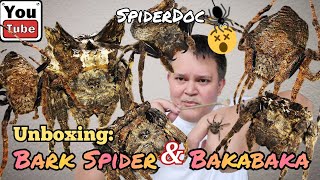 UNBOXING TIME Mga BARK SPIDER at BAKABAKA ng GENSAN Caerostris sp and Dolophones conifera [upl. by Pruter781]