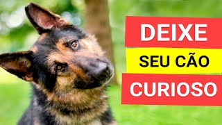 Som para Deixar Qualquer Cachorro Curioso TESTADO [upl. by Johnsten]