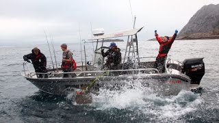 Huge Halibut amp Coalfish Topwater Action – A Lofoten Fishing Adventure [upl. by Ziom396]