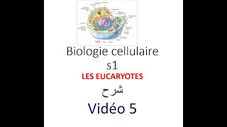 biologie cellulaire s1 vidéo 05  les eucaryotes شرح [upl. by Razal219]