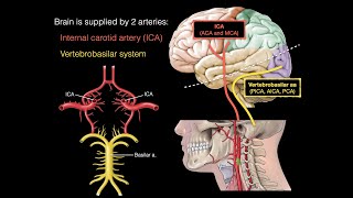 Blood supply to the brain [upl. by Eveleen]