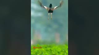 Lesser florican birdbirdsbirdlover courtshipdisplaymamatv [upl. by Azzil]