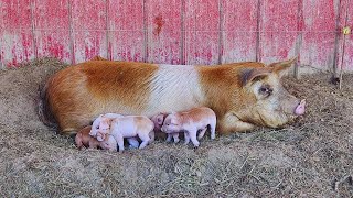 How Are Mom and The Piglets Doing [upl. by Tamqrah]