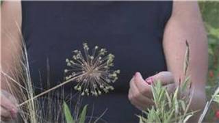 Growing Plants From Seeds  How to Grow Alliums From Seeds [upl. by Irrot]