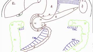 Disposition of Abdominal Viscera [upl. by Meelak]