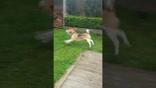 Beagle Dog Barks Excitedly at Seeing a Bird [upl. by Jaret]