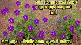 melastoma plant നിറഞ്ഞു പൂക്കാൻ Kerala garden ideas for home Malayalam gardening flower [upl. by Devitt325]