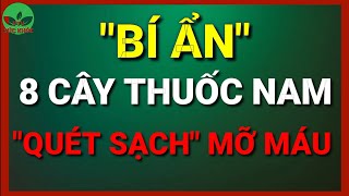 Những cây thuốc nam làm sạch mạch máu  mỡ máu cao uống lá gì  Bài thuốc nam trị máu nhiễm mỡ  vtv [upl. by Lemal432]