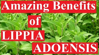 Benefits of LIPPIA LEAVES [upl. by Ehctav]