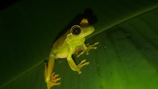 Perereca Araponga vocalizando Boana albomarginata [upl. by Herrah]